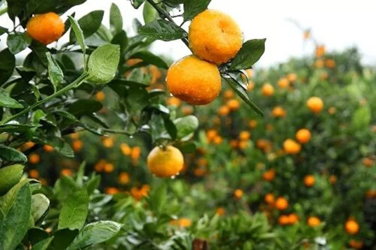 計劃種植柑橘需要注意什么？